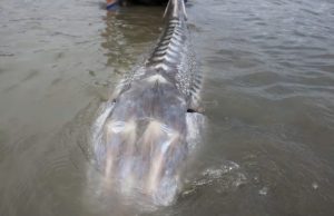 ตะลึงตาค้าง “สัตว์ประหลาดน้ำจืด” ตัวใหญ่กว่าเรือ ผู้เชี่ยวชาญชี้ 10 ปีมีหนเดียว.