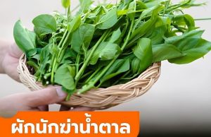 ผักนักฆ่าน้ำตาล สมุนไพรไทย 1 ชนิดที่เบาหวานกลัว นักวิจัยญี่ปุ่นยกย่องสรรพคุณ