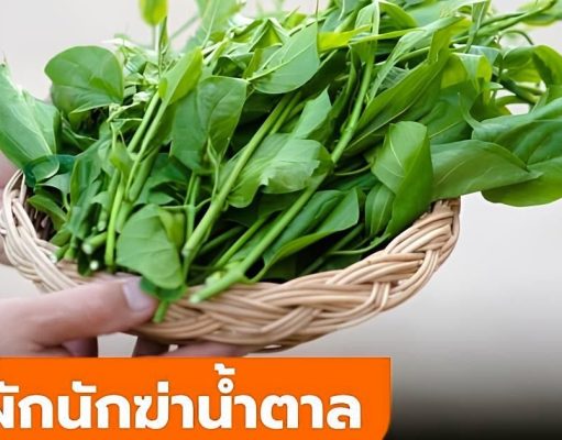ผักนักฆ่าน้ำตาล สมุนไพรไทย 1 ชนิดที่เบาหวานกลัว นักวิจัยญี่ปุ่นยกย่องสรรพคุณ