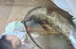 รู้แล้ว ปลาอะไร ทำชายหนุ่มถึงขั้นนอนหมดสติบน หาดจอมเทียน พัทยา