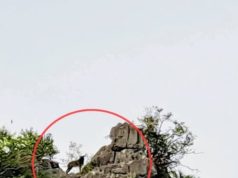 ปังรับปีใหม่! เลียงผาโชว์ตัวเขาสามร้อยยอด สัญญาณดีป่าสมบูรณ์