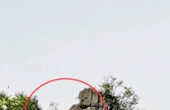 ปังรับปีใหม่! เลียงผาโชว์ตัวเขาสามร้อยยอด สัญญาณดีป่าสมบูรณ์