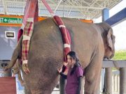 อัปเดตผลเอ็กซเรย์ “พี่เดียว” ช้างขาหัก หลังผ่านการรักษามา 35 วัน