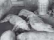 เสือโคร่งปิ่น บุกฟาร์มหมูแม่วงก์ กรมอุทยานฯ เร่งติดตาม