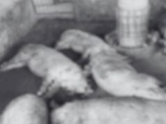 เสือโคร่งปิ่น บุกฟาร์มหมูแม่วงก์ กรมอุทยานฯ เร่งติดตาม