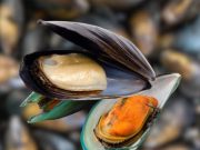 ไขข้อสงสัย! หอยแมลงภู่สีส้ม vs สีขาว ต่างกันยังไง สีไหนอร่อยกว่า?