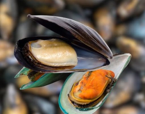 ไขข้อสงสัย! หอยแมลงภู่สีส้ม vs สีขาว ต่างกันยังไง สีไหนอร่อยกว่า?