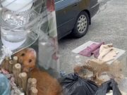 เวทนา 2 ชีวิตน้อยๆถูกโยนทิ้งกองขยะ เห็นแววตายิ่งบีบหัวใจ