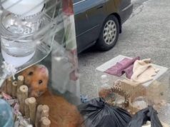 เวทนา 2 ชีวิตน้อยๆถูกโยนทิ้งกองขยะ เห็นแววตายิ่งบีบหัวใจ