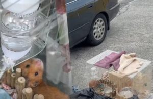 เวทนา 2 ชีวิตน้อยๆถูกโยนทิ้งกองขยะ เห็นแววตายิ่งบีบหัวใจ