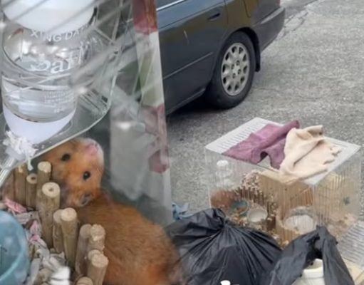 เวทนา 2 ชีวิตน้อยๆถูกโยนทิ้งกองขยะ เห็นแววตายิ่งบีบหัวใจ