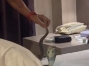 ขนลุก นอนโรงแรมอยู่ดีๆ เจอตัวเขื่องเลื้อยพาดคอ แห่ถามเลขห้อง