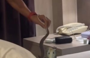 ขนลุก นอนโรงแรมอยู่ดีๆ เจอตัวเขื่องเลื้อยพาดคอ แห่ถามเลขห้อง