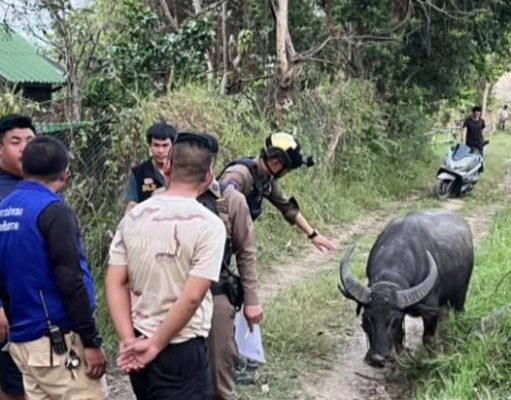 ตร.สันทรายไถ่ชีวิตควายหนีตายงานศพ หลังถูกทุบหัวสู้ชีวิตหนีรอด