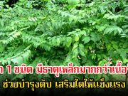 ไทยมีเพียบ! ผัก 1 ชนิด มีธาตุเหล็กมากกว่าเนื้อวัว ถูกยกย่องว่าเป็น โสมของคนจน