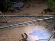 เปิดบ้านเลขที่ งูจงอางขนาดใหญ่ 2 ตัว เปิดศึกกลางลานบ้าน