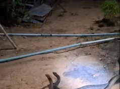 เปิดบ้านเลขที่ งูจงอางขนาดใหญ่ 2 ตัว เปิดศึกกลางลานบ้าน