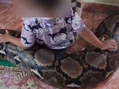 พ่อแม่ปล่อยงูยาวกว่า 4 เมตร คลุกคลีอยู่กับลูกสาวตัวน้อย