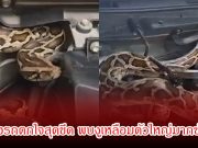 ไฟหน้ารถกระพริบผิดปกติ! เจ้าของรถเปิดห้องเครื่องถึงกับผงะ พบงูเหลือมตัวใหญ่มากซ่อนอยู่