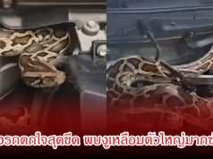 ไฟหน้ารถกระพริบผิดปกติ! เจ้าของรถเปิดห้องเครื่องถึงกับผงะ พบงูเหลือมตัวใหญ่มากซ่อนอยู่