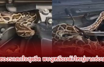 ไฟหน้ารถกระพริบผิดปกติ! เจ้าของรถเปิดห้องเครื่องถึงกับผงะ พบงูเหลือมตัวใหญ่มากซ่อนอยู่