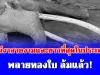ปู่ทองใบ ช้างที่มีงาสวยงามและยาวที่สุดในประเทศไทย ล้มแล้ว
