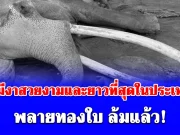 ปู่ทองใบ ช้างที่มีงาสวยงามและยาวที่สุดในประเทศไทย ล้มแล้ว