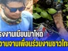 แรงงานเมียนมาโหด! ขวานจามเพื่อนร่วมงานชาวไทย ดับอนาถคาเก้าอี้ผ้าใบ ก่อนชิงรถกระบะนายจ้างหลบหนี