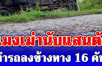 แมงเม่านับแสนตัว ทำรถลงข้างทาง 16 คัน อันตรายมาก!