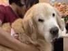 สุดอาลัย “เจได” จากบ้าน Japan and friends กลับดาวหมาแล้ว