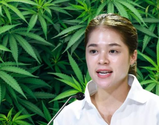 ลาแล้ว“กัญชาเสรี” รัฐ ย้ำใช้ “กัญชา” เฉพาะทางการแพทย์-เศรษฐกิจสุขภาพเท่านั้น