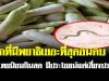 ผักที่มีพยาธิเยอะที่สุดอันดับ 1 คนไทยนิยมกินสด มีประโยชน์แต่เสี่ยงปรสิต