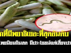 ผักที่มีพยาธิเยอะที่สุดอันดับ 1 คนไทยนิยมกินสด มีประโยชน์แต่เสี่ยงปรสิต