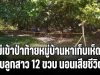 แม่เข้าป่าท้ายหมู่บ้านหาเก็บเห็ด พบลูกสาวอายุ 12 ขวบ นอนเสียชีวิต สภาพร่างสุดสะเทือนใจ พบร่องรอยถูกละเมิด
