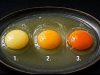 ไข่แดงสีไหนมาจากแม่ไก่ที่สุขภาพดีที่สุด? 99% ของคนตอบผิด