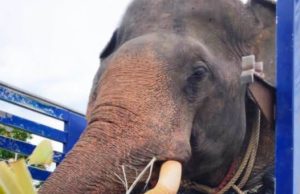 ทะเบียนรถส่ง “พลายไข่แดง” คชสารแห่งแว้ง จากนราธิวาสสู่เชียงใหม่