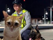 “K9 แซนดี้” ยุติภารกิจค้นหา “สีส้ม” เผยเหตุผลชัด ทุ่มสุดกำลังแล้ว