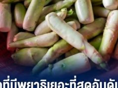 ผักที่มีพยาธิเยอะที่สุดอันดับ 1 คนไทยนิยมกินสด มีประโยชน์แต่ เสี่ยงปรสิตขึ้นสมอง