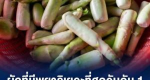 ผักที่มีพยาธิเยอะที่สุดอันดับ 1 คนไทยนิยมกินสด มีประโยชน์แต่ เสี่ยงปรสิตขึ้นสมอง