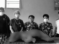 สะเทือนใจ! เผยผลชันสูตร ลูกช้างป่าจิ๋วไทรโยค อวัยวะภายในผิดปกติ