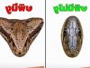 ถูกงูกัด ทำอย่างไร? 5 ขั้นตอนสำคัญที่ควรรู้ อาจช่วยลดอันตรายก่อนถึงมือแพทย์