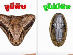 ถูกงูกัด ทำอย่างไร? 5 ขั้นตอนสำคัญที่ควรรู้ อาจช่วยลดอันตรายก่อนถึงมือแพทย์