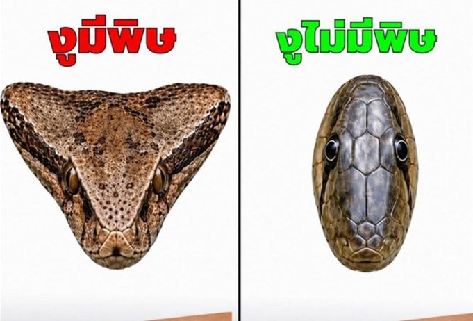 ถูกงูกัด ทำอย่างไร? 5 ขั้นตอนสำคัญที่ควรรู้ อาจช่วยลดอันตรายก่อนถึงมือแพทย์