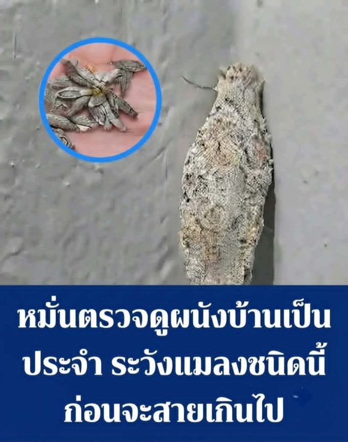 หมั่นตรวจดูผนังบ้านเป็นประจำ ระวังแมลงชนิดนี้ก่อนจะสายเกินไป