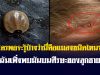 ใครพอจะรู้บ้างว่านี่คือแมลงชนิดไหน? ฉันเพิ่งพบมันบนศีรษะของลูกชาย…