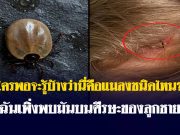 ใครพอจะรู้บ้างว่านี่คือแมลงชนิดไหน? ฉันเพิ่งพบมันบนศีรษะของลูกชาย…