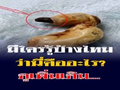 บทนำ: เรื่องราวชวนสงสัยในบ้านและสิ่งค้นพบใต้เตียง