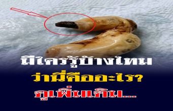บทนำ: เรื่องราวชวนสงสัยในบ้านและสิ่งค้นพบใต้เตียง