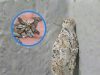 หมั่นตรวจดูผนังบ้านเป็นประจำ ระวังแมลงชนิดนี้ก่อนจะสายเกินไป…