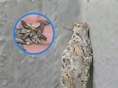 หมั่นตรวจดูผนังบ้านเป็นประจำ ระวังแมลงชนิดนี้ก่อนจะสายเกินไป…
